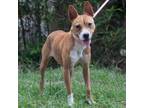 Adopt Nelly a White - with Tan, Yellow or Fawn Basenji / Rat Terrier / Mixed dog