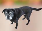 Adopt Braxton a Black - with Gray or Silver Puggle / Boxer / Mixed dog in
