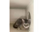 Adopt Scarlett a Brown or Chocolate Domestic Shorthair cat in Cheboygan