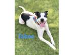 Adopt TAHOE a White - with Black Rhodesian Ridgeback / Pit Bull Terrier / Mixed