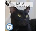 Adopt Luna a All Black Domestic Shorthair (short coat) cat in Cincinnati