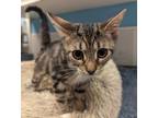 Adopt Galway a Brown or Chocolate Domestic Shorthair / Domestic Shorthair /