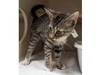 Adopt Kilkenny a Brown or Chocolate Domestic Shorthair / Domestic Shorthair /