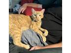 Adopt Warren Peace a Orange or Red Domestic Shorthair / Mixed cat in Austin