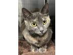 Adopt 23-08-2385 Francie a Domestic Shorthair / Mixed (short coat) cat in