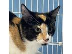 Adopt Pretty Penny a Calico or Dilute Calico Domestic Shorthair / Mixed cat in