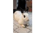 Adopt Ozzy a White English Spot / Mixed (short coat) rabbit in Livermore