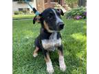 Adopt Luanne a Black Blue Heeler / Labrador Retriever / Mixed dog in Chicago