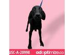 Adopt Melinda a Black Hound (Unknown Type) / Mixed dog in Tuscaloosa