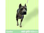 Adopt Gumbo a Brown/Chocolate Pit Bull Terrier / Mixed dog in Tuscaloosa