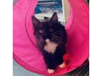 Adopt Flower a All Black Domestic Longhair / Mixed cat in Ponca City