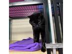 Adopt Mia a All Black Domestic Shorthair / Mixed cat in Ponca City