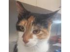 Adopt Maui a Calico or Dilute Calico Domestic Shorthair / Mixed cat in Ponca