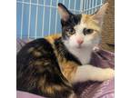 Adopt Pied Piper a Calico or Dilute Calico Domestic Shorthair / Mixed cat in St.