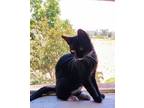 Adopt Roscoe a Black & White or Tuxedo American Shorthair (short coat) cat in