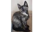 Adopt Silky a Calico or Dilute Calico Domestic Mediumhair (medium coat) cat in