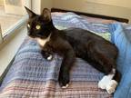 Adopt Silvia aka Silvie a Black & White or Tuxedo American Shorthair (short