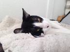 Adopt Max a Black & White or Tuxedo American Shorthair (short coat) cat in