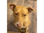 Adopt Blake a Red/Golden/Orange/Chestnut Mixed Breed (Medium) / Jack Russell