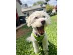 Adopt Feather a White Poodle (Miniature) / Mixed dog in PHOENIX, AZ (38860523)