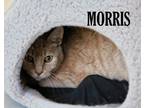 Adopt Morris a Spotted Tabby/Leopard Spotted Domestic Shorthair cat in