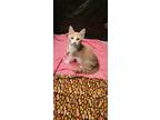 Adopt Osman a Cream or Ivory Domestic Shorthair (short coat) cat in Sykesville