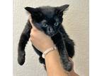 Adopt Cece a All Black Domestic Shorthair / Domestic Shorthair / Mixed cat in