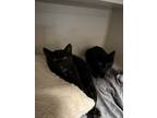 Adopt Travis a All Black Domestic Shorthair / Domestic Shorthair / Mixed cat in