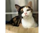 Adopt Arizona a Calico or Dilute Calico Domestic Mediumhair / Mixed cat in