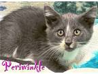 Adopt Periwinkle a Gray or Blue Domestic Shorthair / Domestic Shorthair / Mixed