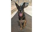Adopt Brody a Black German Shepherd Dog / Mixed dog in Lakeside, AZ (36665888)