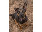 Adopt Quinn a Black Mixed Breed (Large) / Mixed dog in Missoula, MT (37240649)