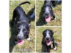 Adopt Timber a Black Mixed Breed (Small) / Mixed dog in Commerce, TX (38835132)
