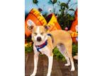 Adopt Gizmo a White - with Red, Golden, Orange or Chestnut Boston Terrier /