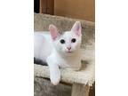Adopt Valentino a White Domestic Shorthair (short coat) cat in Barrington Hills