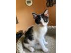Adopt Valli a Black & White or Tuxedo Domestic Shorthair (short coat) cat in
