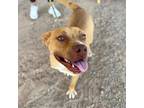 Adopt Lima Bean a Brown/Chocolate American Pit Bull Terrier / Mixed dog in El