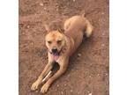 Adopt KLAUSE a Tan/Yellow/Fawn Border Terrier / Mixed dog in El Paso