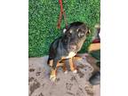 Adopt June Bug a Black Border Terrier / Mixed dog in El Paso, TX (38741147)