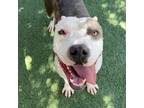 Adopt John Bonham a White Pit Bull Terrier / Mixed dog in El Paso, TX (38741146)