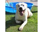 Adopt Joanne a White Border Terrier / Mixed dog in El Paso, TX (38741288)