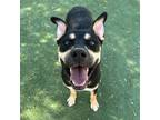 Adopt Ice Cube a Black German Shepherd Dog / Mixed dog in El Paso, TX (38741135)