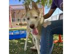 Adopt Houston a Tan/Yellow/Fawn Siberian Husky / German Shepherd Dog / Mixed dog