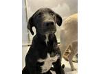 Adopt Gojira a Black Retriever (Unknown Type) / Mixed dog in El Paso