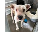 Adopt Donnie a White Border Terrier / Mixed dog in El Paso, TX (38758730)