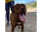 Adopt Panfilo a Red/Golden/Orange/Chestnut Pit Bull Terrier / Mixed dog in El