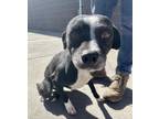 Adopt Nito a Black Border Terrier / Mixed dog in El Paso, TX (38741209)