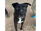 Adopt Monty a Black American Pit Bull Terrier / Mixed dog in El Paso
