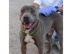 Adopt Milton a Gray/Blue/Silver/Salt & Pepper American Pit Bull Terrier / Mixed