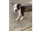 Adopt Philippe a Gray/Blue/Silver/Salt & Pepper American Pit Bull Terrier /